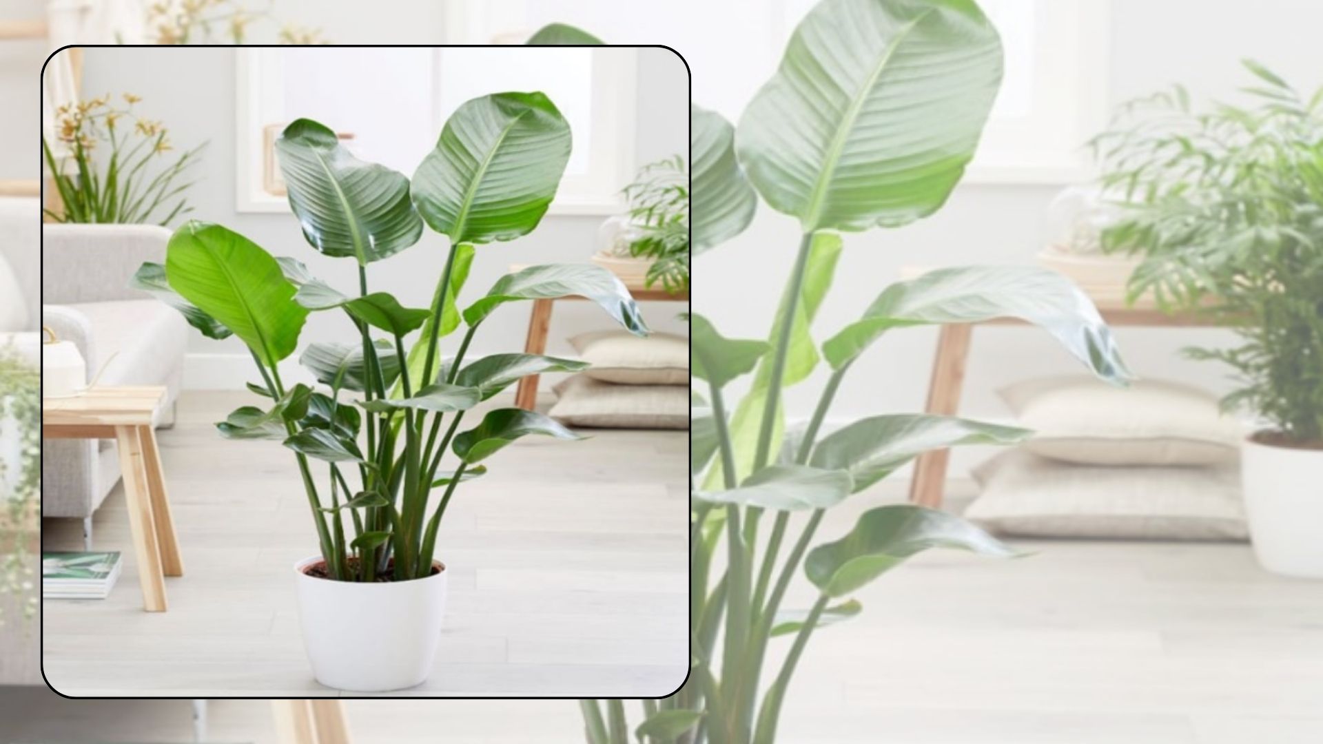 Tổng Quan Về C&acirc;y Chuối Cảnh